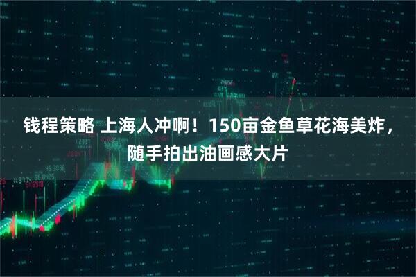 钱程策略 上海人冲啊！150亩金鱼草花海美炸，随手拍出油画感大片